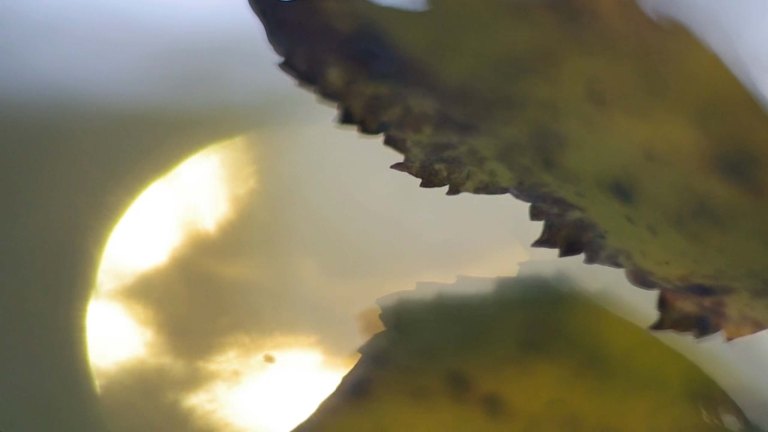 allonen_txe_injection_2-0-5